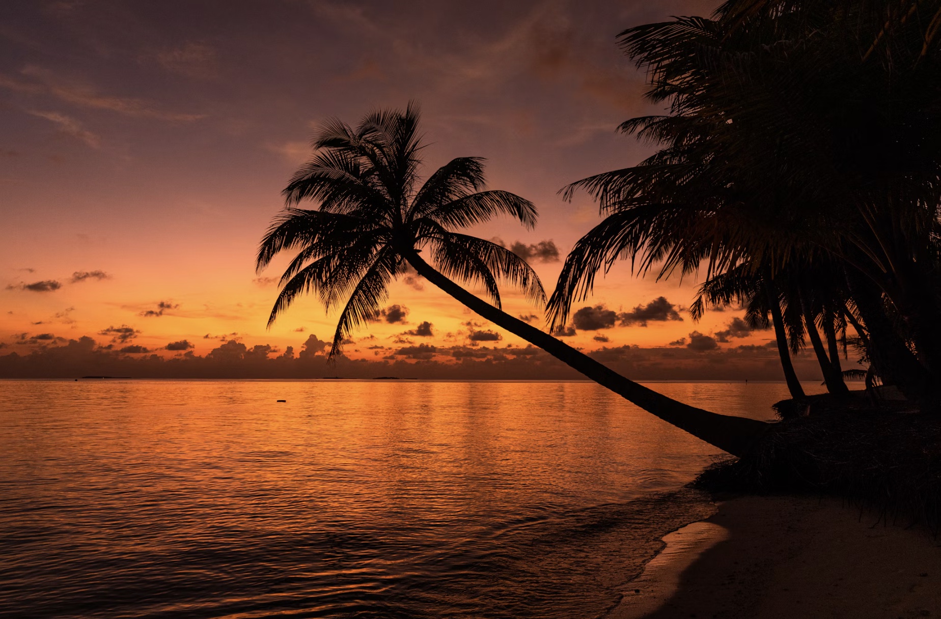Tramonto sul mare tra le palme alle Maldive
