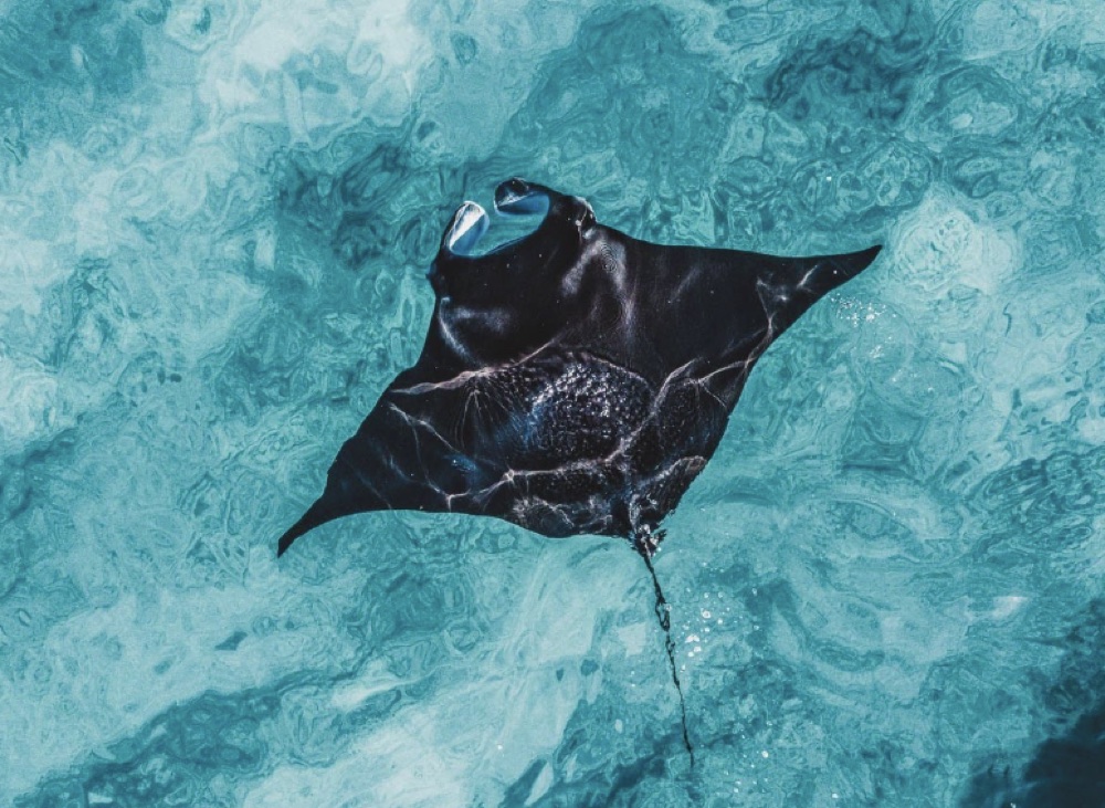 Una persona fa snorkeling vicino a una manta